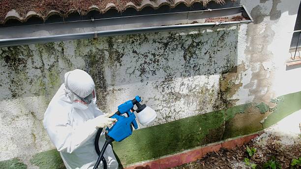 Trusted Mold Remediation service in Trenton, MI - Cheap Mold Removal